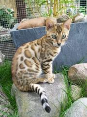 Bengalkitten bezaubernd und schön