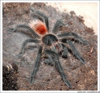 Grammostola iheringi.