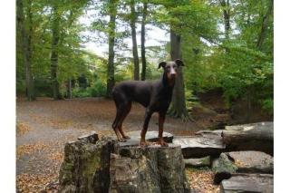 Dobermann rüde braun, 11 monate, kupierte Rute abzugeben