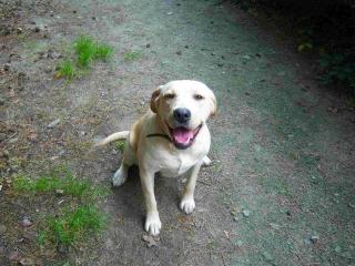 GELBE LABRADOR HÜNDIN GÜNSTIG ABZUGEBEN .