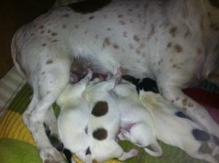 Jack Russel Babies suchen ein schönes Zuhause.