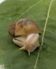 Marginata ovum Schnecken