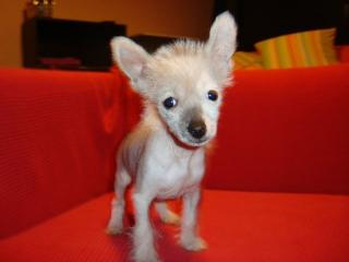 Chinese Crested Hündin