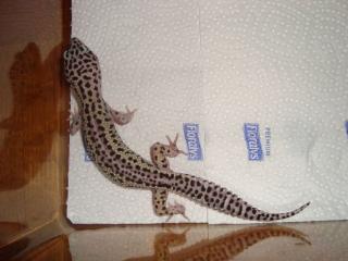 Leopardgecko Farbzuchten abzugeben