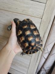 Breitranschildkröte