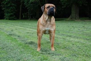 Cane Corso Welpen mit FCI Papieren