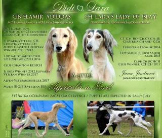 Saluki Reinrassige Welpen