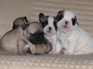 Französische Bulldogge Welpen