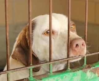 Cuco - Hundeaugen lüge nicht So viel Sehnsucht liegt in seinem Blick