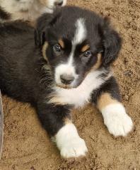 9 Wochen alter Australian Shepherd Rüde zur Abgabe