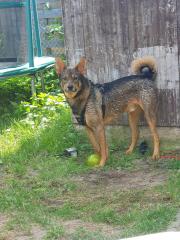 Shako ist ein lieber Kerl, ein toller Familienhund