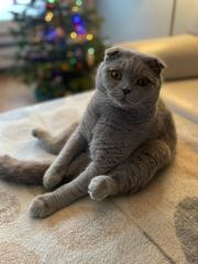 Scottish Fold Kater Deckkater lilac