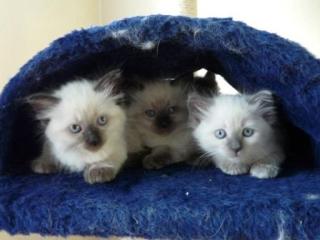 Reinrassige Ragdoll Kitten o. P.