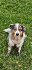 Australian Shepherd 7 Jahre