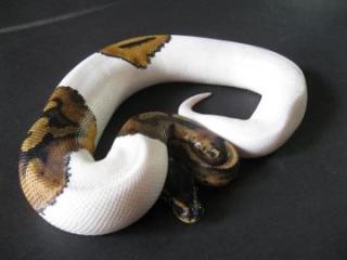 Albino Piebald KönigsPython Regius