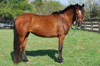 Stute Welsh Pony zum Verkauf