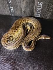 1. 0 Königspython Ballpython Black Pewter black pastel, pastel adult Python Regius