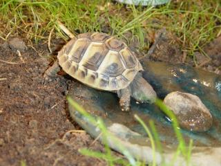 Griechische Landschildkröten Testudo hermanni boettgeri, Testudo hermanni herm