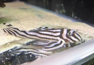 L46 Zebra Pleco verfügbar