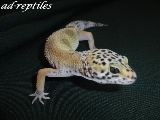 0, 1 Hypo Snow Leopardgecko