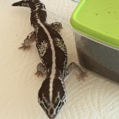 Afrikanischer Fettschwanzgecko