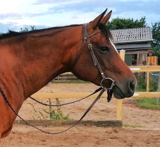 Zauberhafte Quarter Horse Stute sucht.