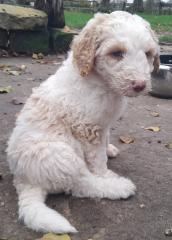 Goldendoodle Fb1 Welpe Rüde Apricot Parti Harlekin wie Labradoodle