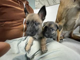 11 Süße Malinois Welpen suchen ein neues Zuhause