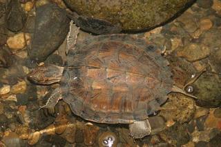 Cyclemys dentata Malaiische Dornschildkröte