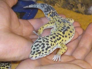 Leopardgeckobock Nominat