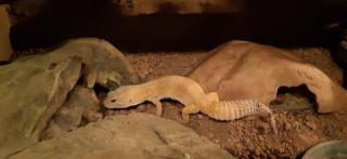 Leopardgecko Männchen Adult