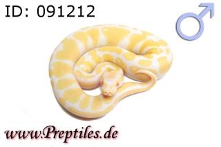 Python regius/Königspython ENZ 2021 abzugeben Albino, Mojave.