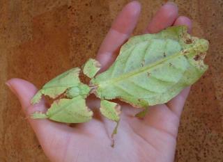 Große Wandelnde Blätter - Phyllium giganteum