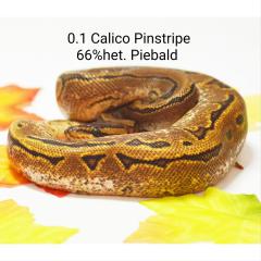 0. 1 Calico Pinstripe 66 Het Piebald Königspython