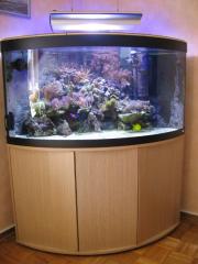 Meerwasseraquarium 350 L.