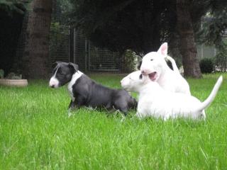 Bullterrierwelpen VDH / FCI