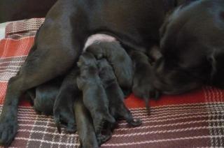 Zuckersüße, edle Labrador-Welpen in choco mit Papieren