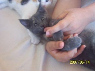 Maine Coon mix Babies