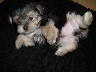 Yorkshire terrier welpe 8 wochen alt