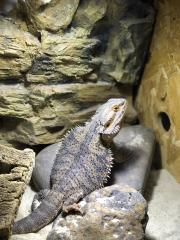 Bartagame Pogona Bearded Dragon Terrarium Zubehör