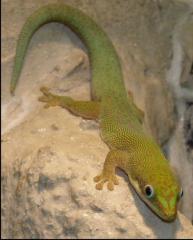 Gecko Palmentaggecko Phelsuma dubia