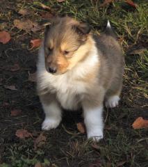 Wir haben Colliewelpen in darksabel tricolour Papiere VDH / CfbrH