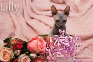 Don Sphynx Kitten - Katzenbabys