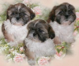 Shih Tzu Kobolde