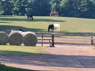 Stallplatz/Pferdebox