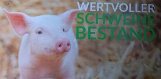 Stall Schweinemast pachten / Lohnmast