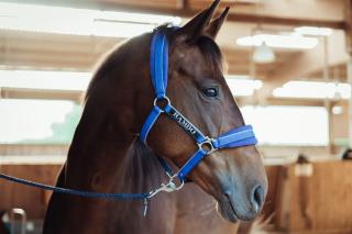 Biete Reitbeteiligung auf Sportpferd Pferd sucht Reiter