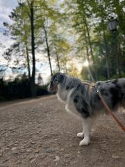 Liebevolles zu Hause Australian Shepherd 3 Jahre