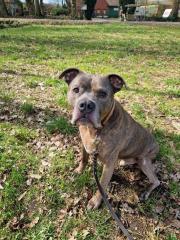 Amstaff American Stafford Terrier Puschel sucht dringend ein neues Zuhause