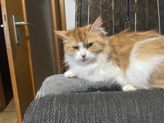 Maine coon katze zum verkaufen